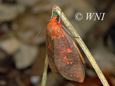 Ammalo helops (Arctiinae)